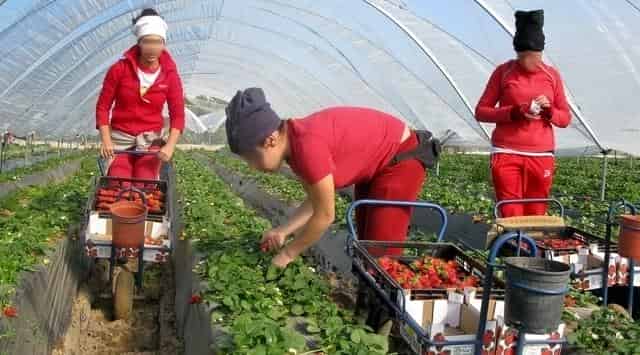 اسبانيا:14 ألف عاملة مؤقتة تلتحق هذا الموسم بحقول هويلفا