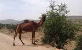 بسبب الرعي.. صراع بين رعاة الجنوب الشرقي ورعاة الأقاليم الجنوبية يتحول لحرب طاحنة بتزنيت