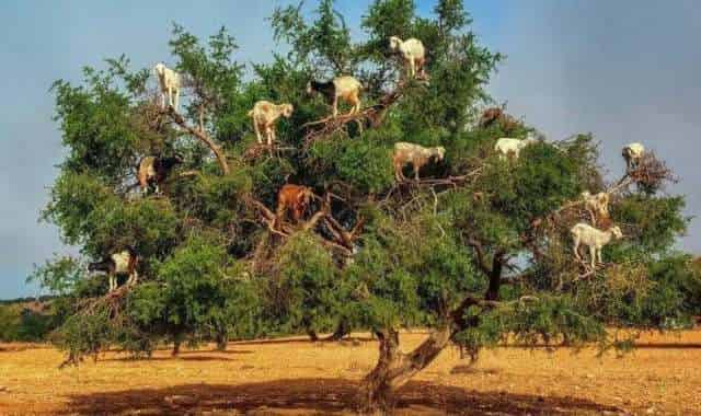 تخصيص مليار سنتيم لتعزيز البحث العلمي حول شجرة الأركان