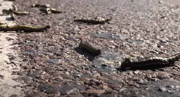 جحافل من الحشرات تجتاح منطقة امسكرود شمال أكادير