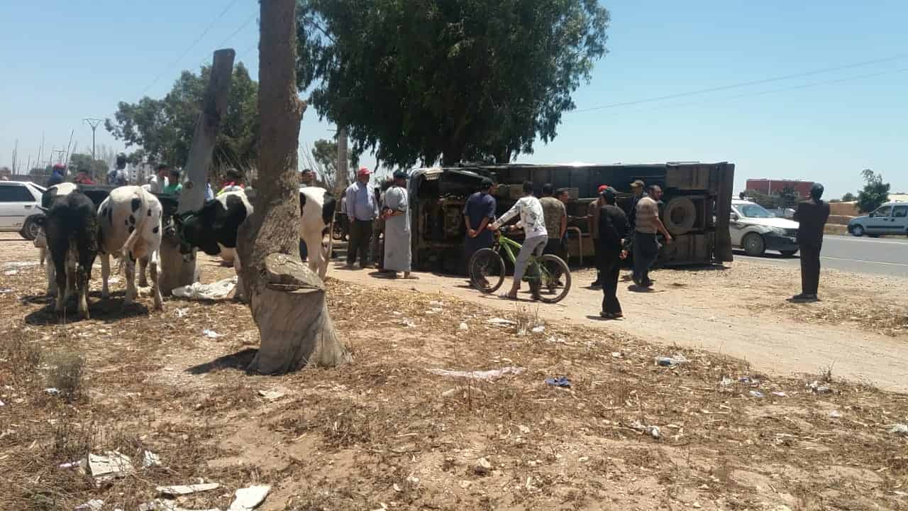 اشتوكة:انقلاب شاحنة لنقل المواشي بتين منصور