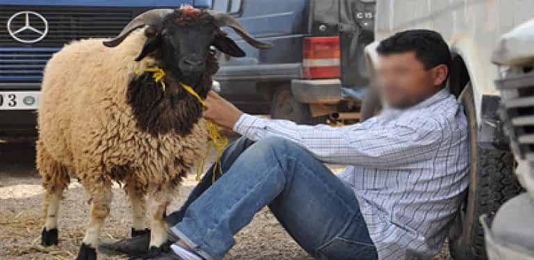 الأعلاف والطلب و”الشناقة” عوامل ترفع أثمان أضاحي العيد هذه السنة‎
