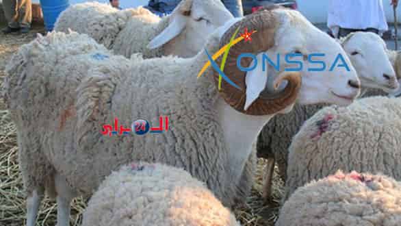 أونسا بجهة سوس ماسة تضع برنامج ديمومة للأطباء البياطرة طيلة أيام عيد الأضحى