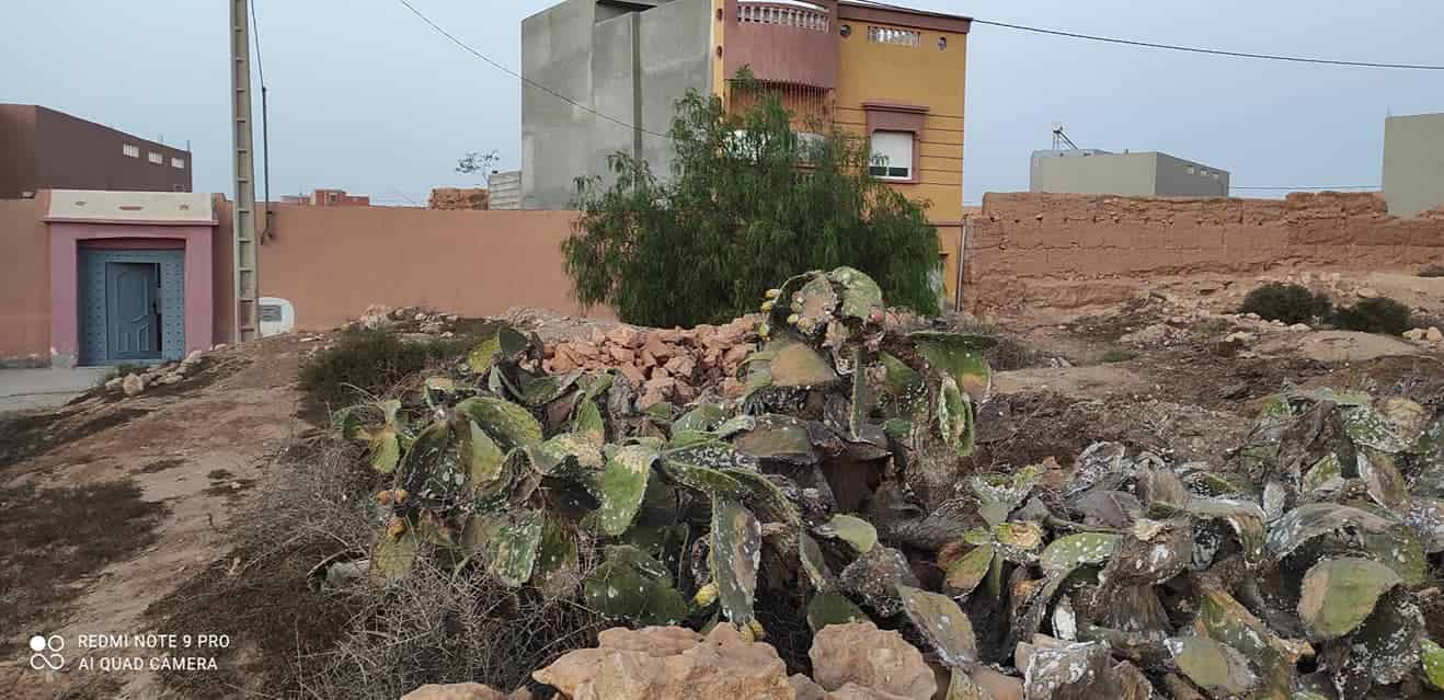 تزنيت : الحشرة القرمزية تهاجم سكان دوار الدشيرة – المعدر