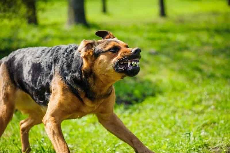 توقيف شخص حرض كلبا شرسا ضد طفل قاصر