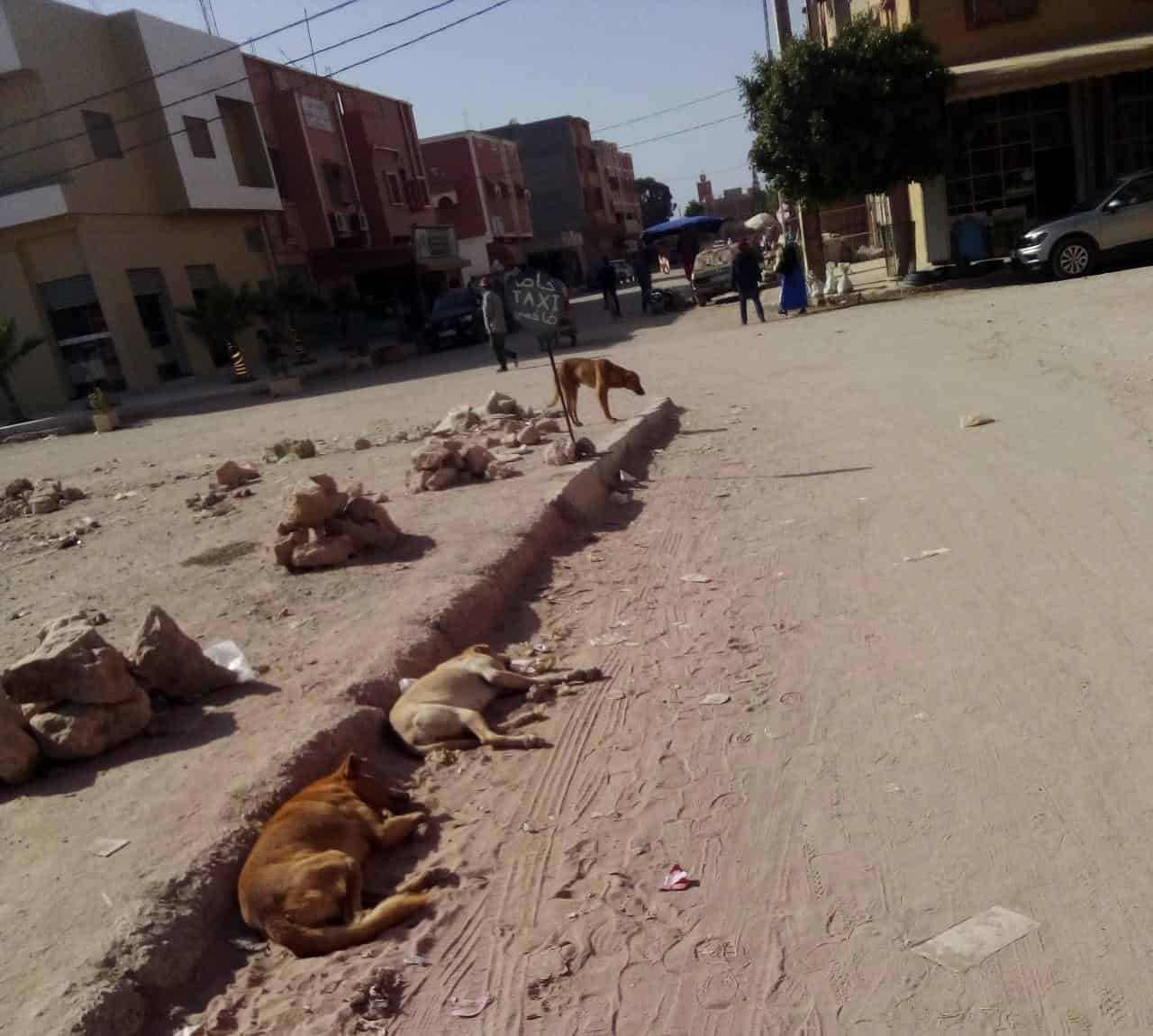 اشتوكة:انتشار “الكلاب الضالة” يؤرق ساكنة بلفاع