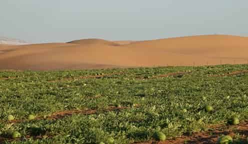 هل يحوّل المغرب بمساعدة إسرائيل الصحراء إلى جنة خضراء؟