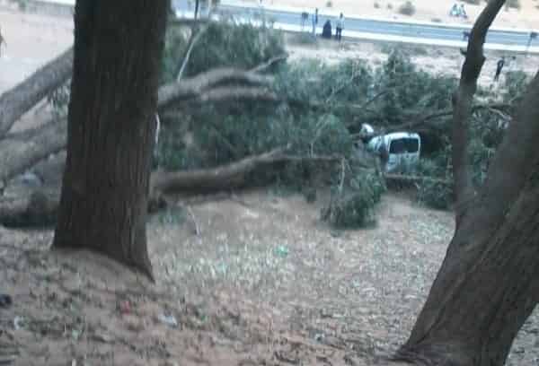 سقوط شجرة على سيارة بغابة تراست ونجاة سائقها باعجوبة