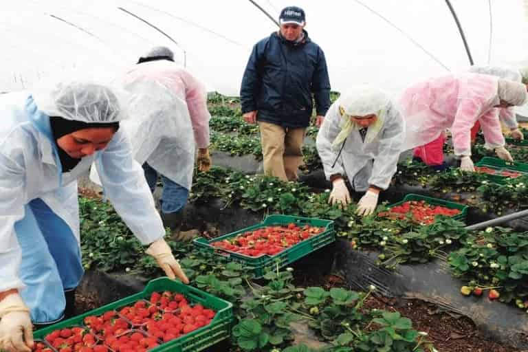 حقول إسبانيا تستقبل أول فوج من العاملات الزراعيات المغربيات