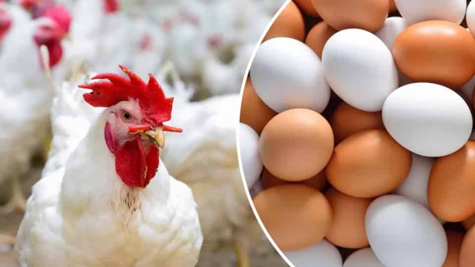 ارتفاع أسعار الدواجن بمختلف المدن المغربية يثير غضب المواطنين ومهني يوضح.