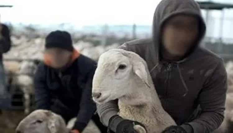اشتوكة:اعتقال شخصين يشتبه في تكوينهم لعصابة تنشط في سرقة المواشي