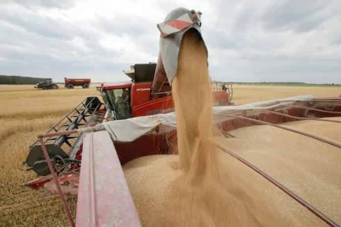 رغم تداعيات الحرب الأوكرانية.. المغرب ينجح في تأمين حاجياته من القمح