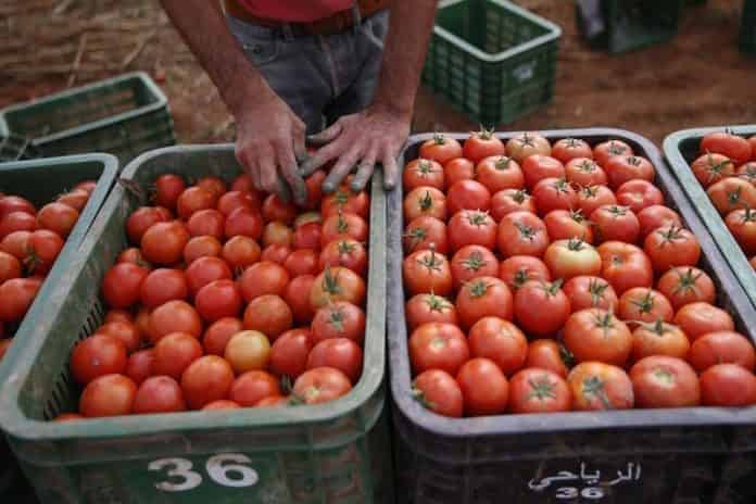 استمرار ارتفاع أسعار الطماطم.. «&nbsp;حماية المستهلك&nbsp;» تطالب بخفض كميات التصدير
