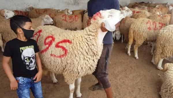 هاجس شراء “الحولي” يؤرق المغاربة تزامنا مع موجة الغلاء