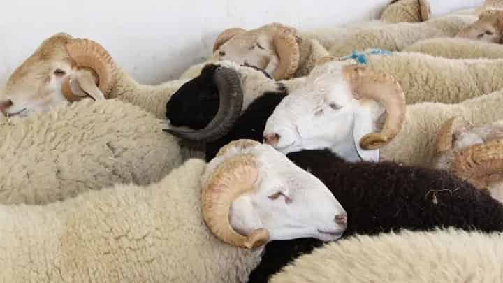 وزارة الأوقــاف تُـوزِّع أضــاحي العـيد (وثيقة)￼