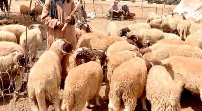 خروف العيد.. غلاء الأعلاف يتسبب في إرتفاع أسعار الأضاحي