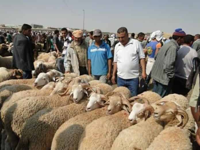 عيد الأضحى.. وفرة في القطيع وأسعار ملتهبة ومطالب بتفهم وضعية الكساب