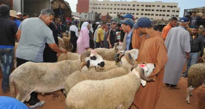 الصديقي يتراجع عن تصريحاته السابقة ويقر بارتفاع أسعار الأضاحي