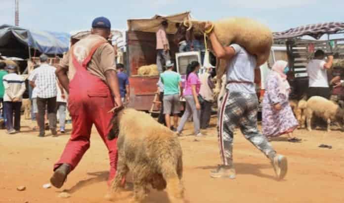 منعا لتكرار سيناريو الدار البيضاء.. مطالب بتعزيز الأمن داخل أسواق بيع الأضاحي