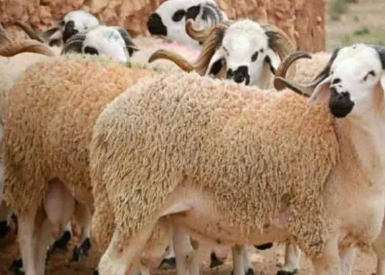 عيد الأضحى.. عرض وفير واستقرار في الأسعار