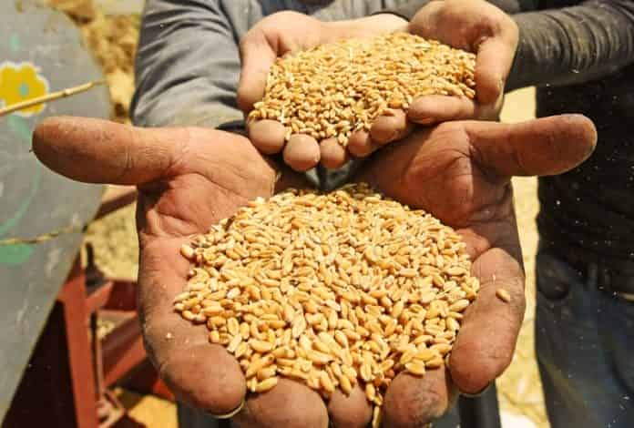 أزمة الحبوب في المغرب.. «&nbsp;حماية المستهلك&nbsp;» تطالب بتدارك الأمر في الموسم المقبل
