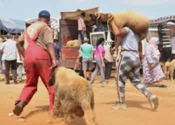 الحكومة تنفي صحة «&nbsp;توجيه دعم للأسر بمناسبة عيد الأضحى&nbsp;»