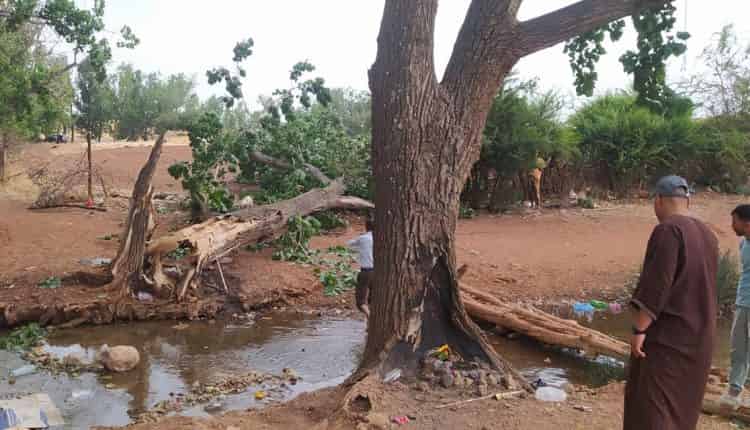 سقوط شجرة  يخلف قتيلين من أبناء الجالية و 3 مصابين ￼