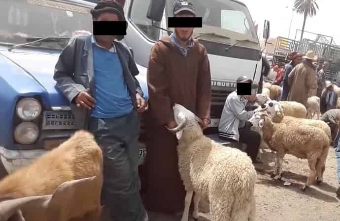عيد الأضحى.. ساكنة انزكان تحت سطوة المضاربين والوسطاء