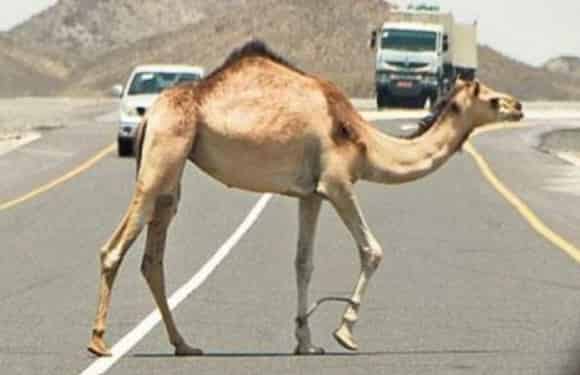 قطيع من الإبل يتسبب في حادثة سير مروعة ￼