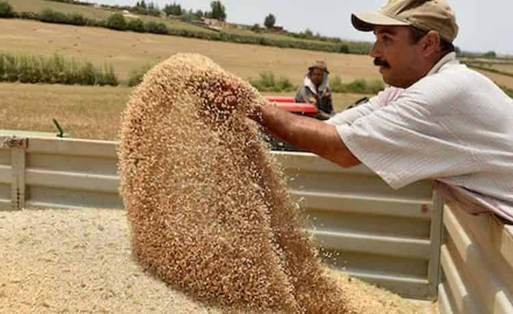 الإنتاج النهائي من الحبوب .. عجز كبير وتراجع في المساحات المسقية￼