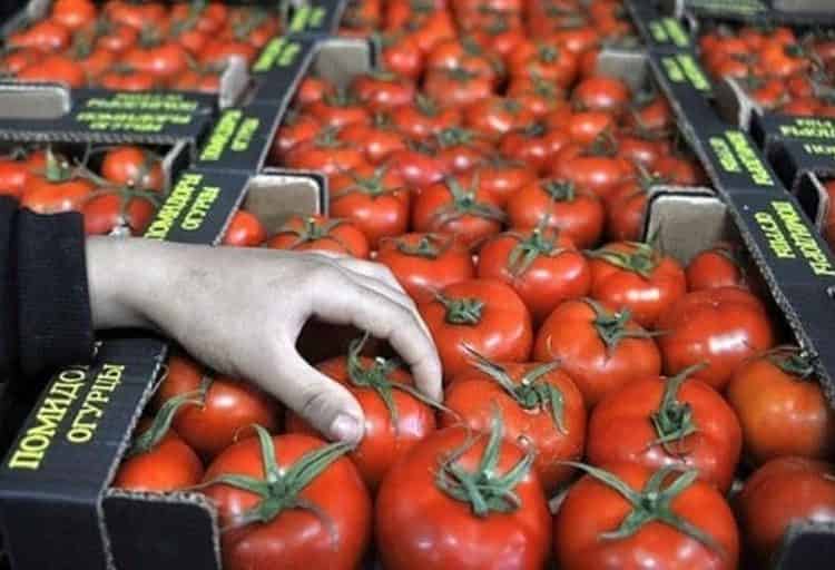 الطماطم المغربية تواصل اكتساح الأسواق الأوربية￼