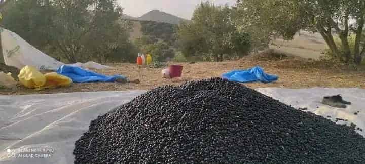 وزان:مصرع شخص في نزاع عائلي حول أشجار الزيتون‬