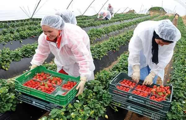 إسبانيا تستقبل 15 ألف عاملة زراعية مغربية خلال سنة 2023￼