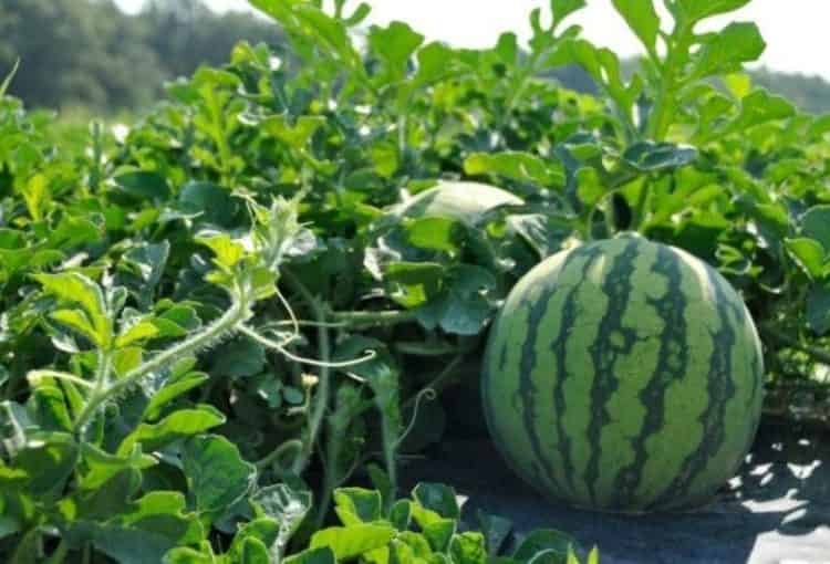 بسبب الجفاف..منع زراعة البطيخ الأحمر والأصفر بإقليم طاطا