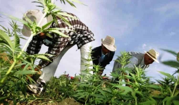 استعمال القنب الهندي لأغراض طبية.. اسرائيل مستعدة لتقاسم تجربتها مع المغرب