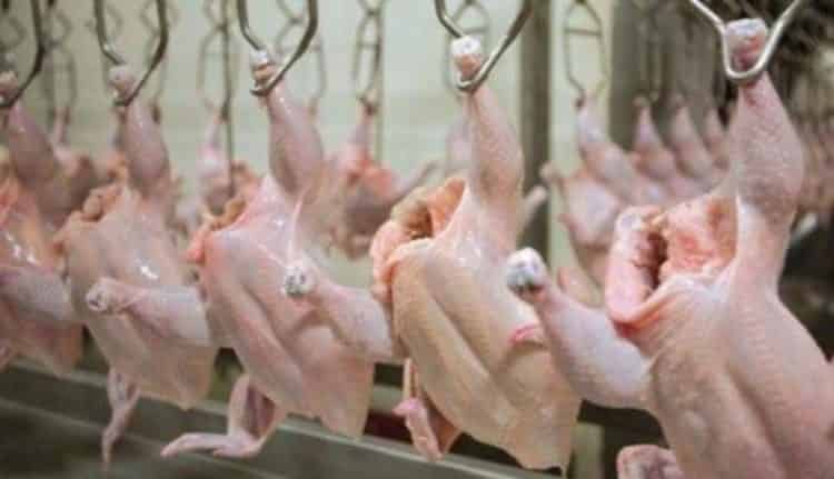 أسعار الدواجن تتجاوز 35 درهما للكيلوغرام الواحد والمهنيون يعددون الأسباب