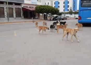 تطورات قتل الحيوانات بالرصاص.. محكمة  تدين رئيس جماعة ￼