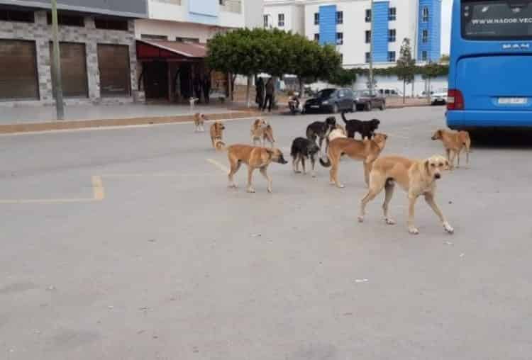 تطورات قتل الحيوانات بالرصاص.. محكمة تدين رئيس جماعة 