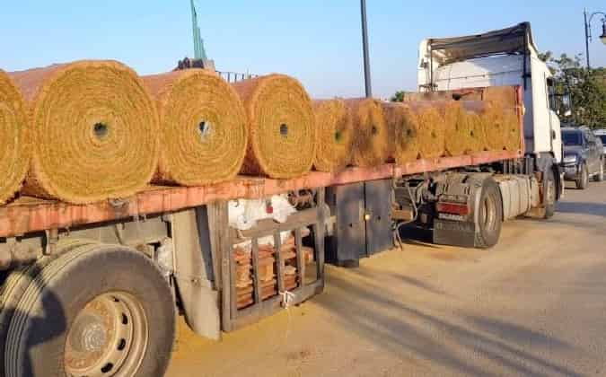 استعدادا لـ”الموندياليتو”..وصول شاحنات محملة بالعشب الطبيعي إلى طنجة