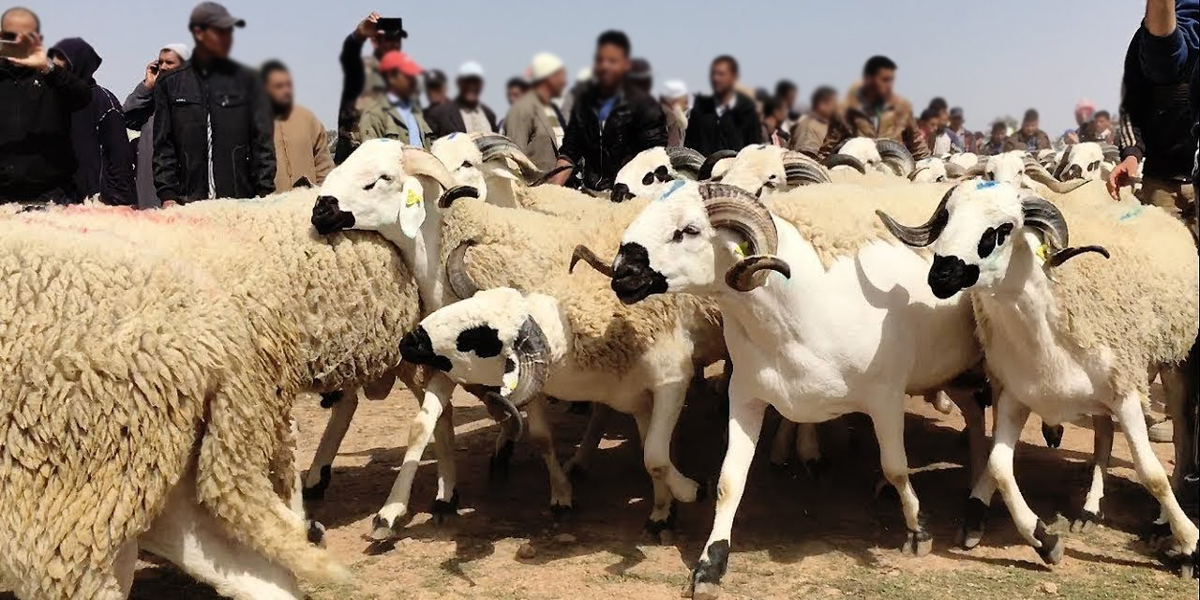 “غلاء” اللحوم ينذر بارتفاع صاروخي في أسعار أضاحي “العيد” بالمغرب
