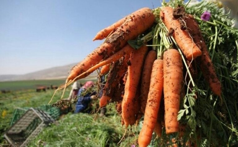 برشيد: الآبار العشوائية وزراعة الجزر تستنزف الفرشة المائية