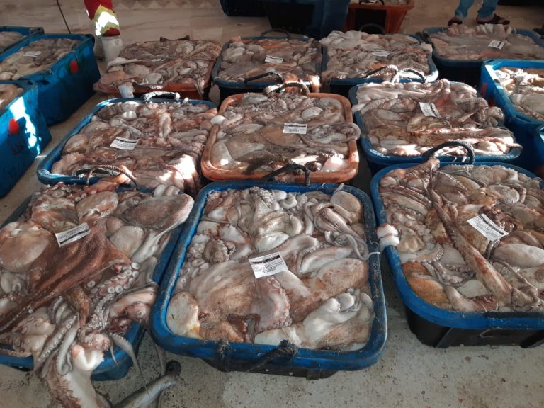 ميناء طانطان يسجل رقما قياسيا في صيد الأخطبوط