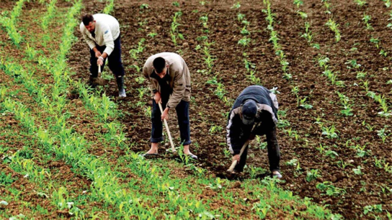 التساقطات المطرية.. وقع ايجابي على نفوس الفلاحين وانتعاشة للزراعات الربيعية