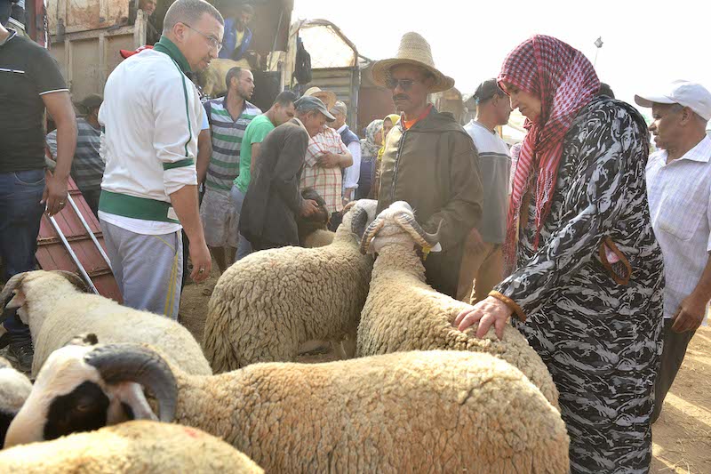الخراطي: أسعار الأضاحي مرشحة للارتفاع والمغرب لم يستطع حماية قطاع تربية المواشي