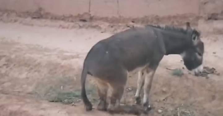 فلاح يقطع أرجل حمار بساطور انتقاما منه في زاكورة !!
