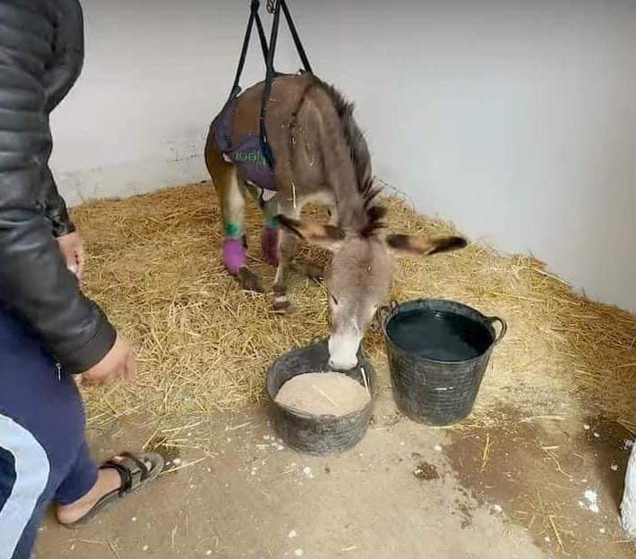 جمعية بمراكش تتكفل بعلاج دابة زاكورة وهدا موعد محاكمة المعتدي عليها