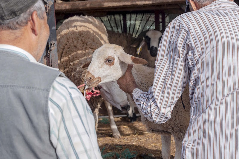 عيد الأضحى.. تشديد المراقبة على الاعلاف من اجل سلامة المستهلكين