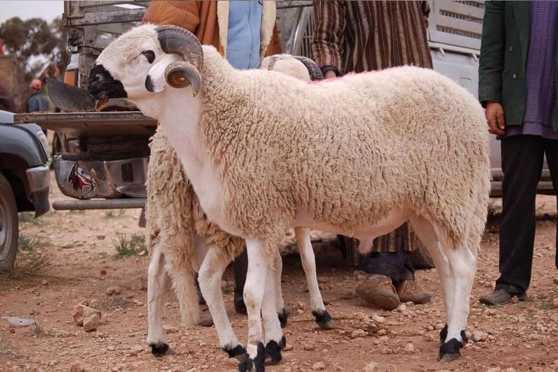 حماية المستهلك تشير لوجـود أكباش مسمـومة في الأسواق