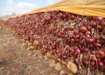 مهنيون يحذرون من تعرض أطنان من البصل للتلف بسبب الوفرة وتدني الاسعار