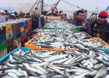 هيئة حقوقية تدخل على خط ظاهرة الصيد الغير قانوني للأسماك الصغيرة بطانطان وإفني